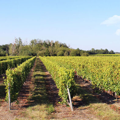 Domaine-Chesneau-et-Fils
